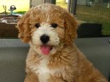 MALTİPOO CİNSİ YAVRULAR EV ÜRETİMİ