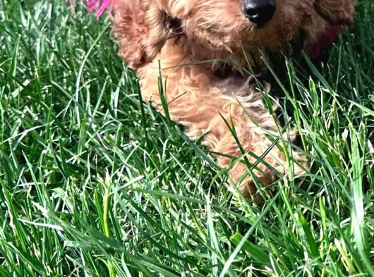 3 Aylık Dişi Poodle Kızımız Yuvasını Arıyor görsel