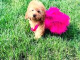 3 Aylık Dişi Poodle Kızımız Yuvasını Arıyor