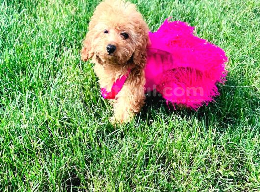 3 Aylık Dişi Poodle Kızımız Yuvasını Arıyor görsel