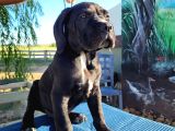 Safkan Cane Corso Güçlü Kan Hattı - Özenle Yetiştirildi