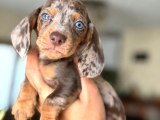 Nadir Renk Çikolata Merle Sosis Köpek Yavruları