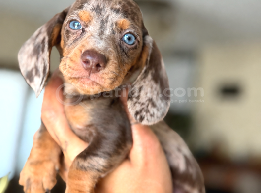 Nadir Renk Çikolata Merle Sosis Köpek Yavruları görsel