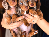 Nadir Renk Çikolata Merle Sosis Köpek Yavruları