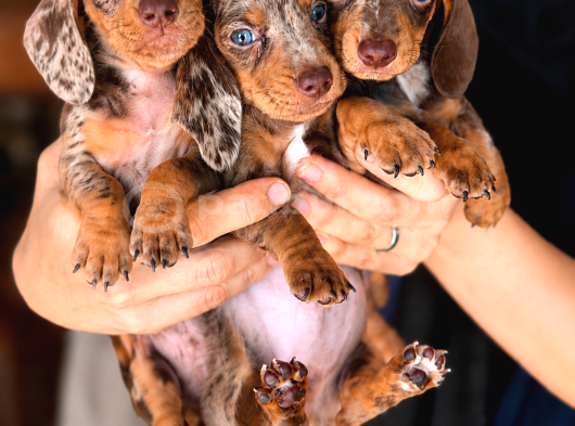 Nadir Renk Çikolata Merle Sosis Köpek Yavruları görsel