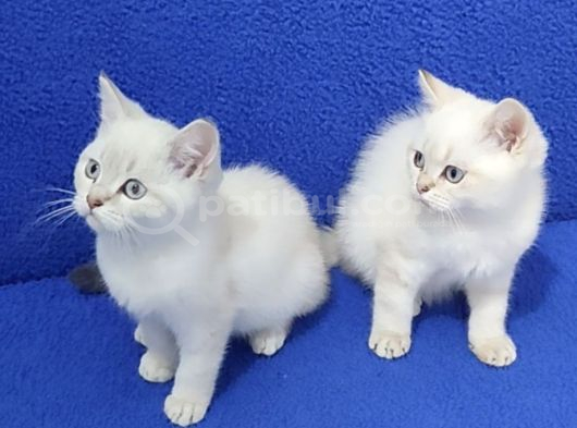 Tesli̇me Hazir Mavi̇ Boncuklar