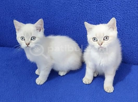 Tesli̇me Hazir Mavi̇ Boncuklar görsel