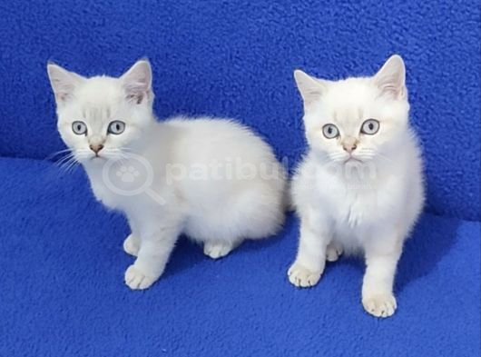 Tesli̇me Hazir Mavi̇ Boncuklar görsel