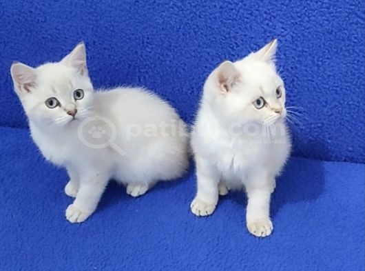 Tesli̇me Hazir Mavi̇ Boncuklar görsel