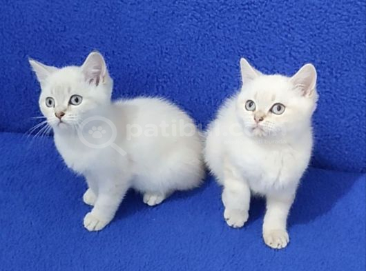 Tesli̇me Hazir Mavi̇ Boncuklar görsel
