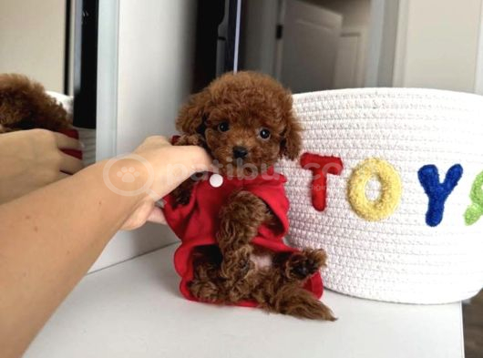 Yuva bekleyen toy poodle yavrular