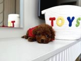 Yuva Bekleyen Toy Poodle Yavrular