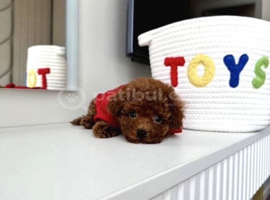 Yuva Bekleyen Toy Poodle Yavrular görsel