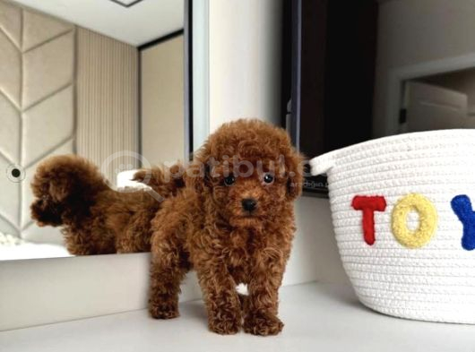 Yuva Bekleyen Toy Poodle Yavrular görsel