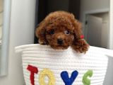 Yuva Bekleyen Toy Poodle Yavrular