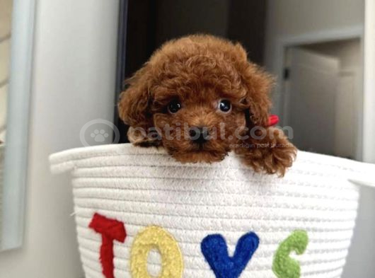 Yuva Bekleyen Toy Poodle Yavrular görsel