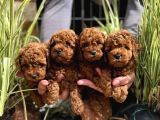 Orjinal ırk üst kalite Poodle bebekler