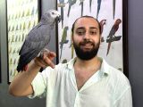 EVCİL EĞİTİMLİ KONUŞAN JAKO PAPAĞANI