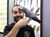 JUMBO BOY 200 KELİME KONUŞAN JAKO PAPAĞAN