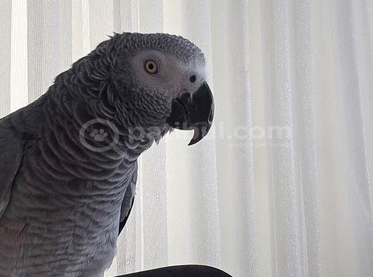 Eği̇ti̇mli̇ Jako Papağanlarimiz Güvenli̇ Gönderi̇m Sağliyoruz görsel