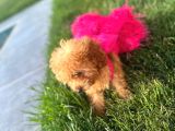 3 Aylık Dişi Poodle Kızımız Yuvasını Arıyor