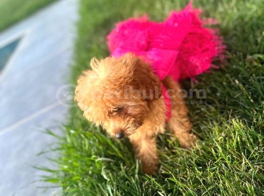 3 Aylık Dişi Poodle Kızımız Yuvasını Arıyor görsel