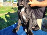 Safkan Cane Corso Güçlü Kan Hattı - Özenle Yetiştirildi