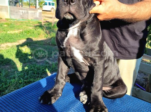 Safkan Cane Corso Güçlü Kan Hattı - Özenle Yetiştirildi görsel