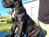 Safkan Cane Corso Güçlü Kan Hattı - Özenle Yetiştirildi