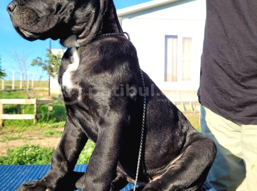 Safkan Cane Corso Güçlü Kan Hattı - Özenle Yetiştirildi görsel
