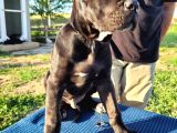 Safkan Cane Corso Güçlü Kan Hattı - Özenle Yetiştirildi