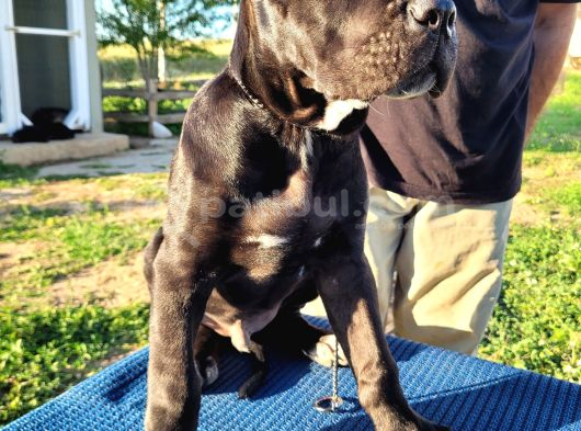 Safkan Cane Corso Güçlü Kan Hattı - Özenle Yetiştirildi görsel