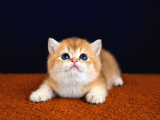 Show Kalite British Shorthair Golden Bebekler