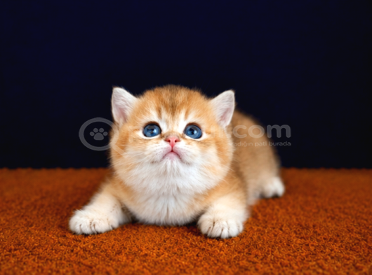 Show Kalite British Shorthair Golden Bebekler görsel