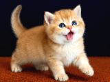 Show Kalite British Shorthair Golden Bebekler