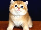 Show kalite british shorthair golden bebekler