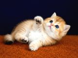 Show Kalite British Shorthair Golden Bebekler