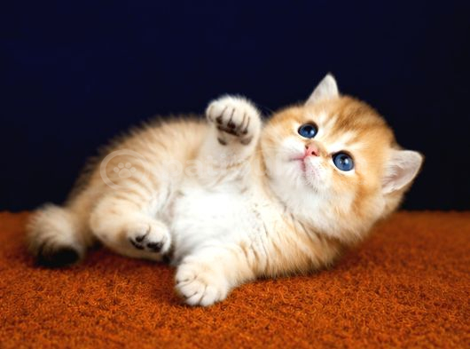 Show Kalite British Shorthair Golden Bebekler görsel