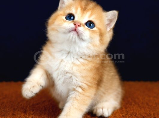 Show Kalite British Shorthair Golden Bebekler görsel
