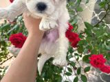 Maltese Terier Yavrularimiz