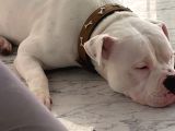 American Blue Albino Acil Yurtdışana Çıkmam Gerekiıle