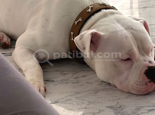 American Blue Albino Acil Yurtdışana Çıkmam Gerekiıle görsel