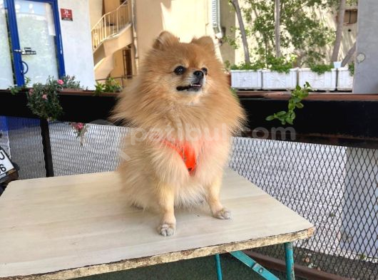 Eği̇ti̇mli̇ Erkek Pomerian Boo görsel