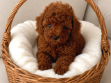 Mini boy dark brown toy poodle yavrular