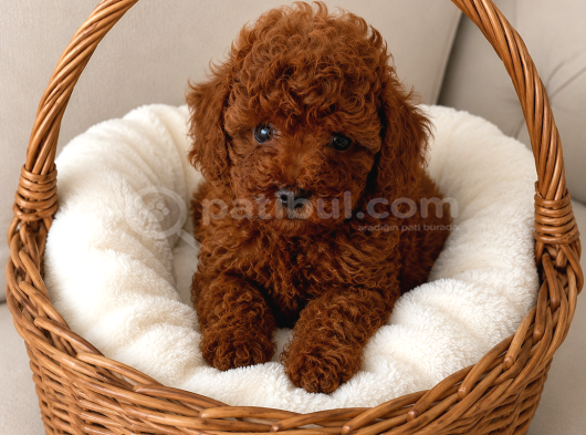 Mini boy dark brown toy poodle yavrular