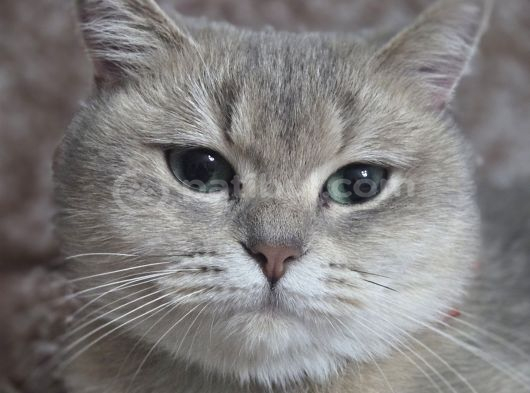 Dişi Uysal Kedi Miya görsel