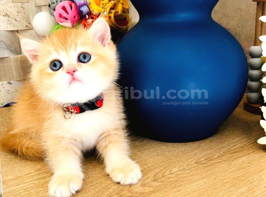 A Kali̇te Bri̇thi̇ş Şhorthai̇r Golden Yavrular görsel