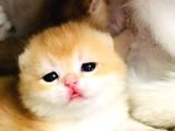 A KALİTE BRİTHİŞ ŞHORTHAİR GOLDEN YAVRULAR