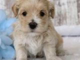 MALTİPOO CİNSİ YAVRULAR EV ÜRETİMİ
