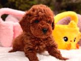 Toy Poodle Sevi̇mli̇ Yavrular Ev Üreti̇mi̇